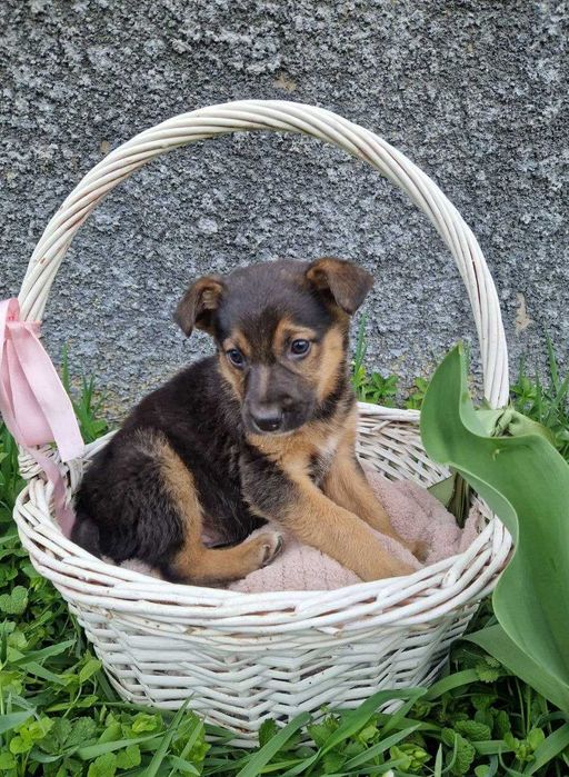 Чарівні цуценята шукають родини!