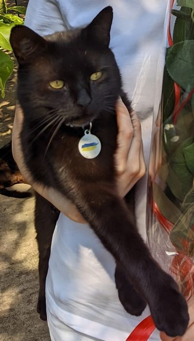 Пропал кот в районе Черевковки