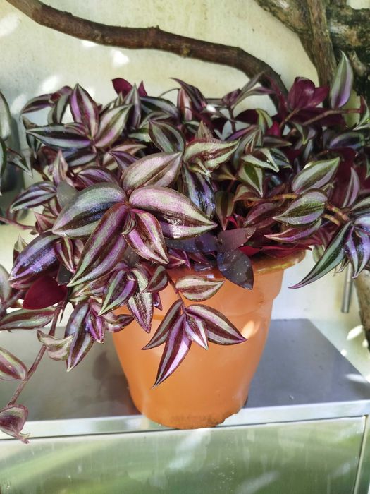 Trandescantia Zebrinis