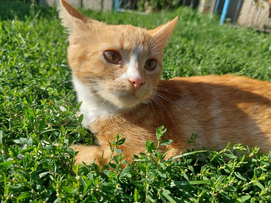 Koteczki do adopcji