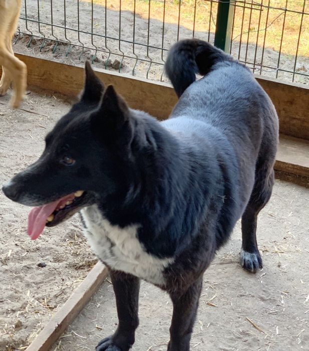 Красавица миниатюрная метис Лайки ищет достойный дом