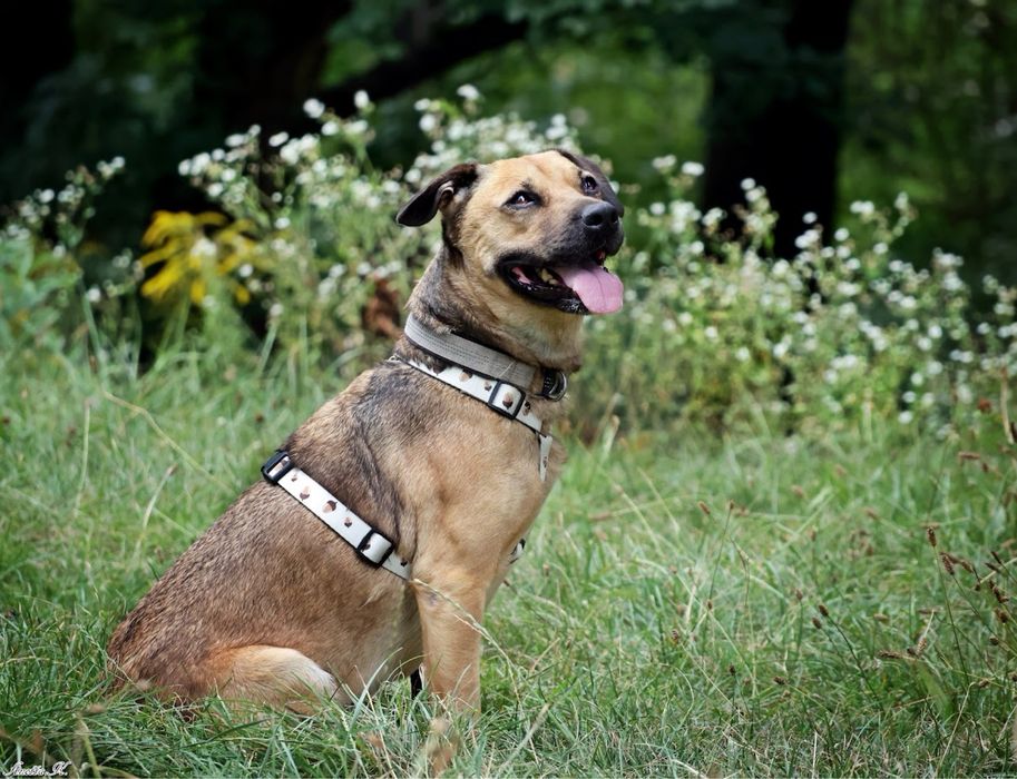 Zrezygnowana, kochana suczka w schronisku dla zwierząt. Kundelek średniej wielkości. Umiarkowanie aktywna. Adopcja schroniskowa. Fajny pies do adopcji