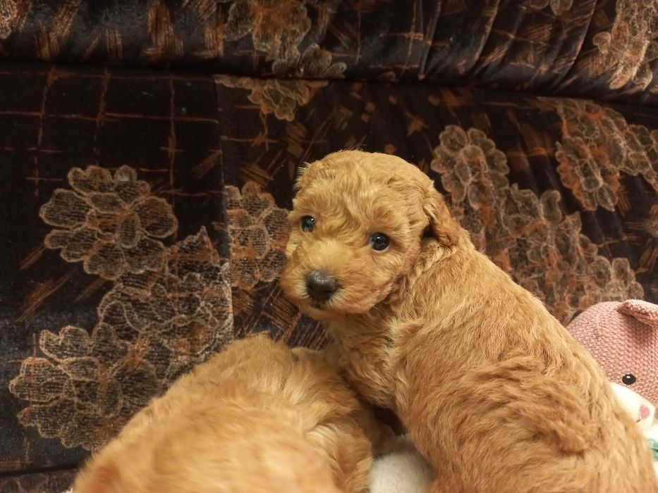 Продажа мальтипу девочка