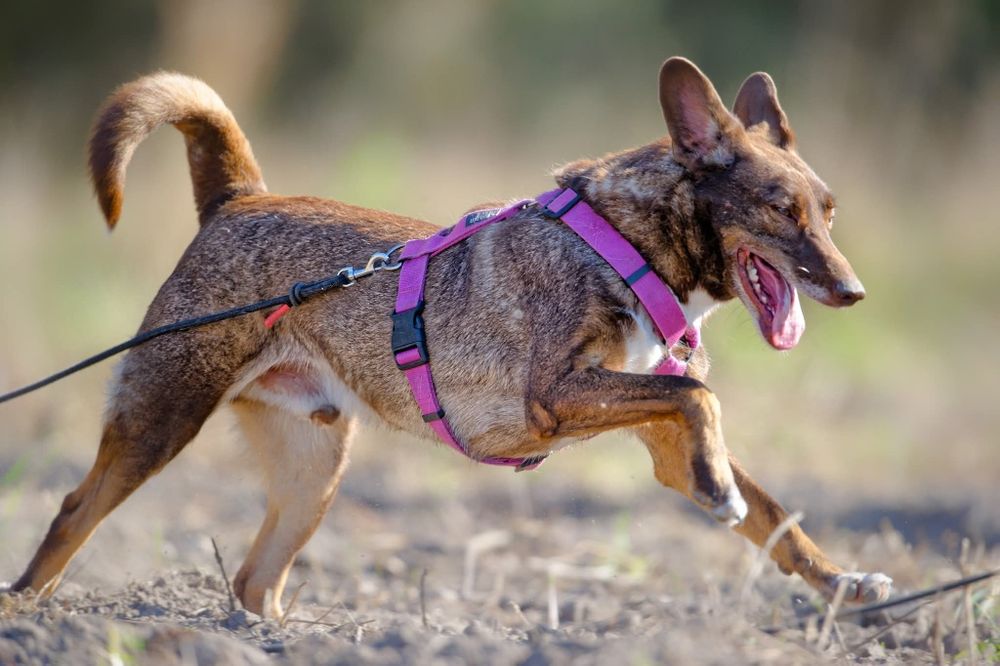 Rysio, idealny i młody psiak czeka na dom