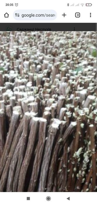 Саджанці та штобри чорної смородини сорту софіївська