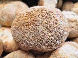 ЕЖОВИК   Їжовік Єжовік гребінчастий герициум іньші гриби