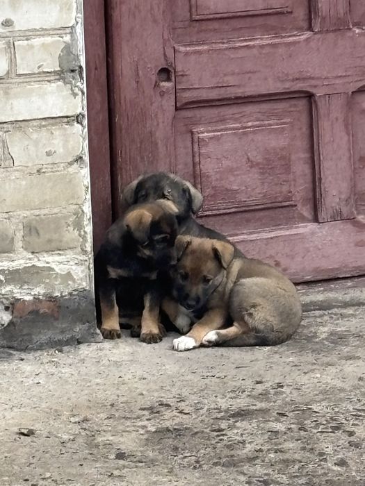 Цуценя  1,5-2 місяців