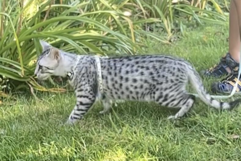 Kot Egipski Mau  mały gepard