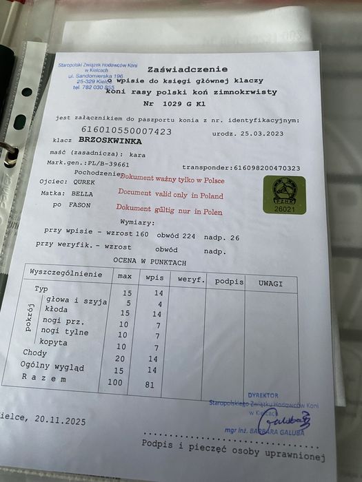 Sprzedam klacz zimnokrwistą