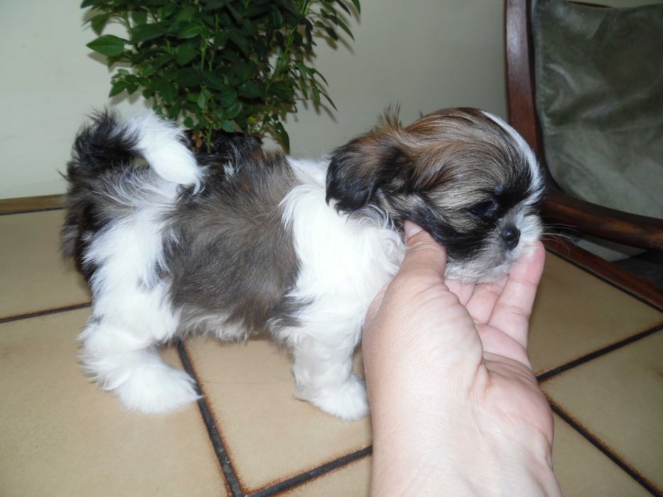 Piękny piesek shih tzu z wielopokoleniowym rodowodem