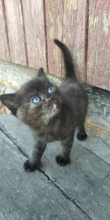віддам кошеня в добрі руки