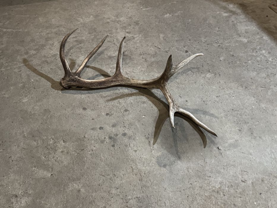 Олений ріг (скидень) натуральний