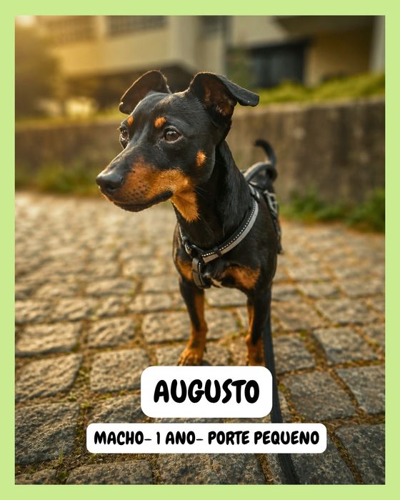 ADOÇÃO. Cão porte pequeno