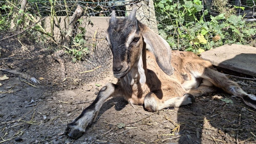 Witam 3 capki szukaja domu 2 miniaturki i jeden koziołek 
Sa zarejestrowane 
Województwo dolnoślaskie 
Prosze dzwonic lubi pisac pod numer 733 274 185
