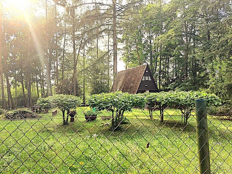 Działka rekreacyjna nad Wkrą - Widok 6
