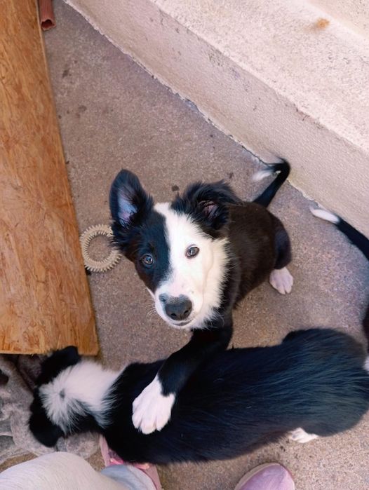Border collie cachorro
