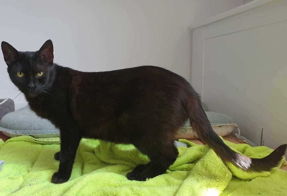 Figiel to kot wyjątkowy – kochany, spragniony czułości i DOMU!