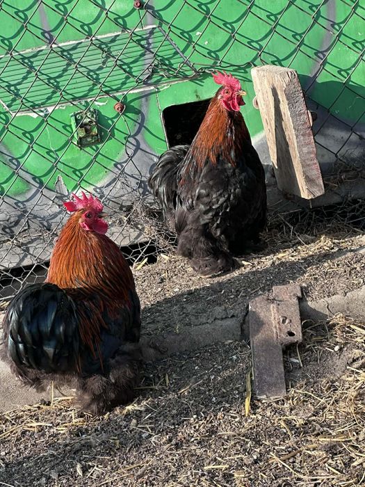 Kochiny  kogutki miniaturka