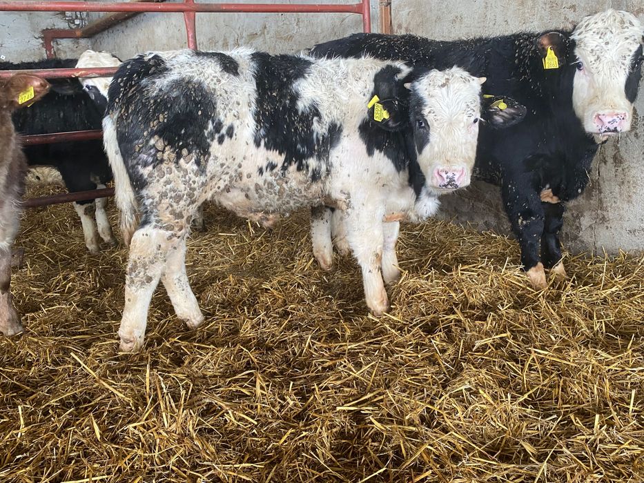 Odsadki mięsne LM Sim BB