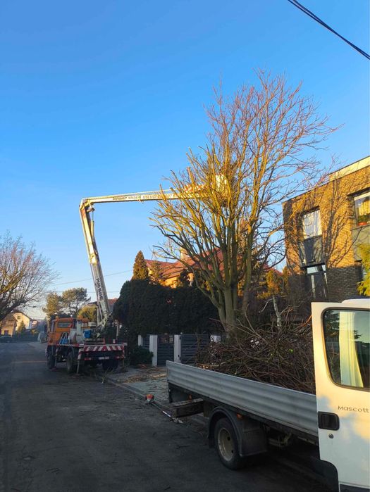 Wycinka Przycinka drzew redukcja korony podnosnik koszowy