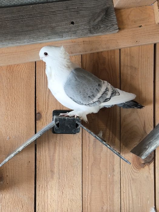 Mekwa orientalna satynety bluety