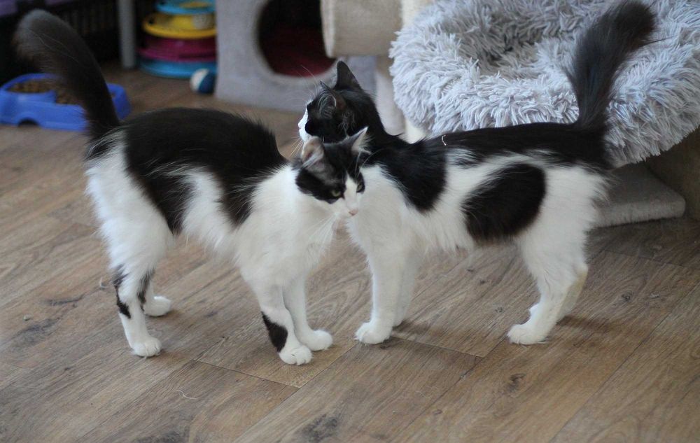 Yumi i Yoko - dwie kudłate piękności- do adopcji tylko razem