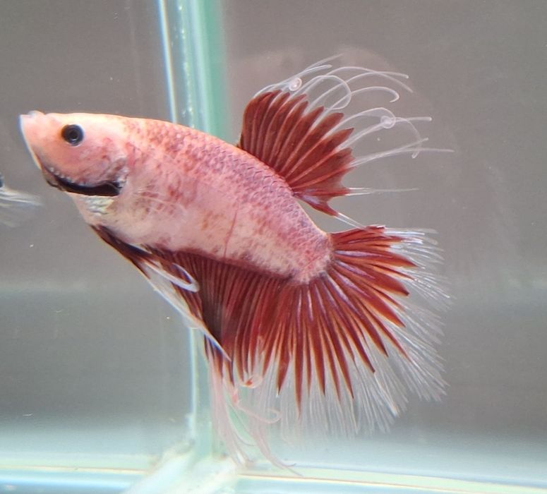 Machos Betta adultos - 5€
