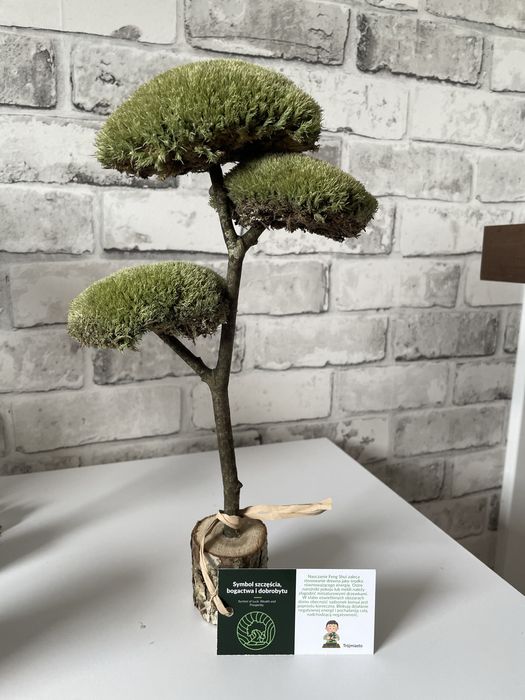 Drzewo bonsai z prawdziwego drzewa i mhcu