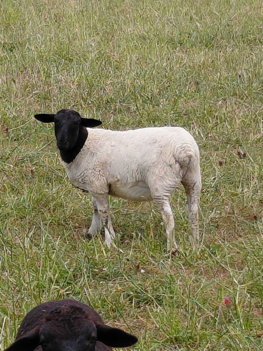 Dorperes puros e cruzados