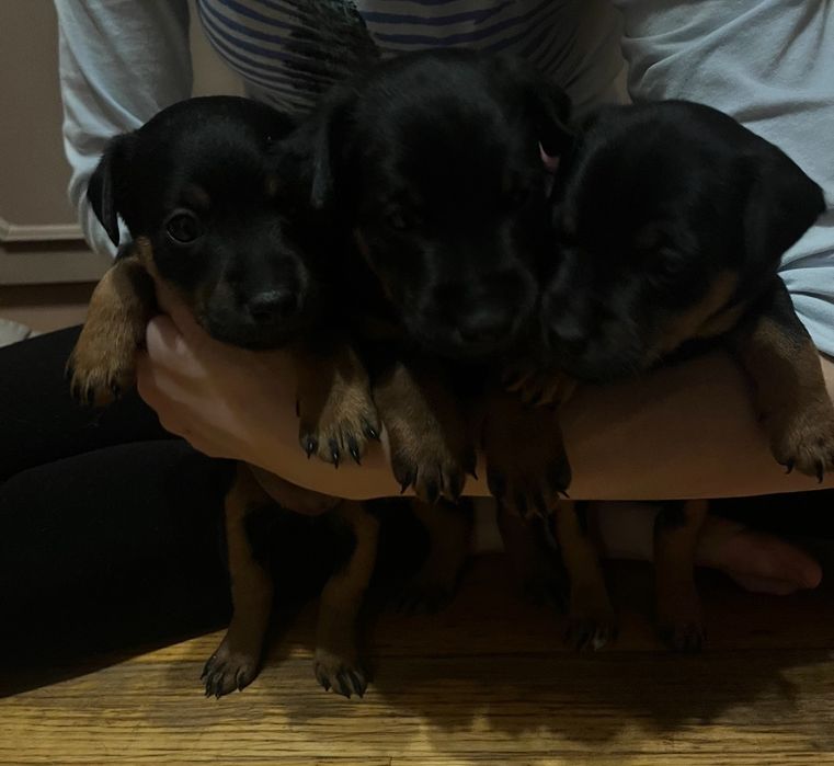 Ягтерєри щенята продаж