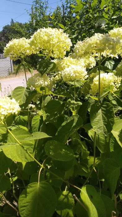 Гортензии 4 вида-метельчатая,широколистная,вариегатная,Анабель