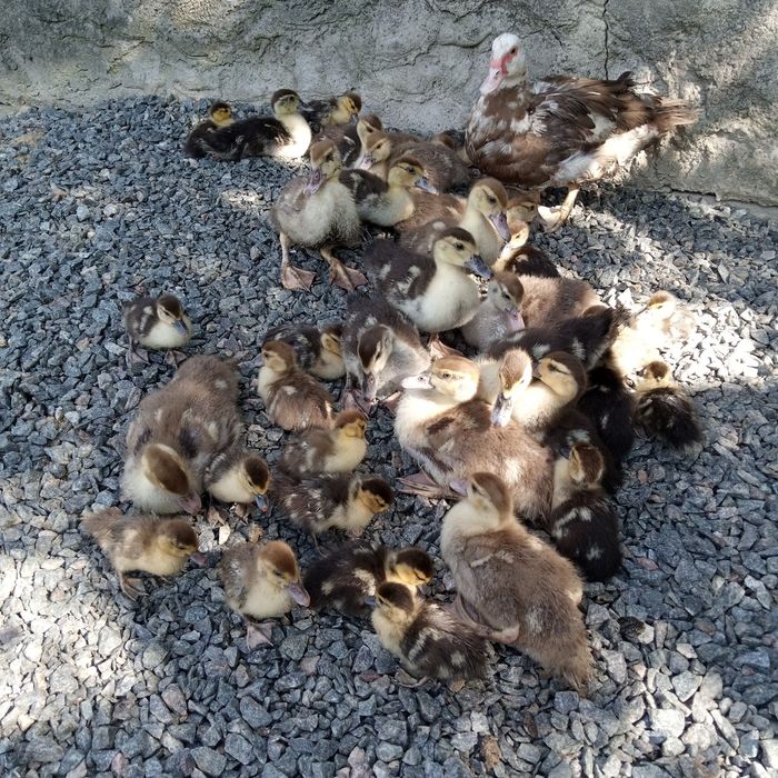 Домашні каченята шептуни