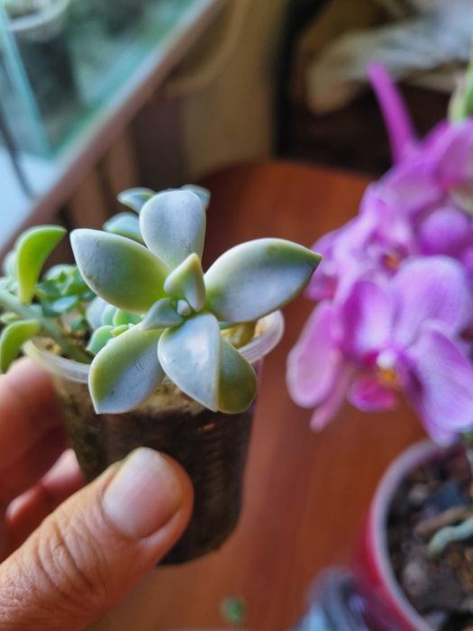 Цветы обмен. Денежное дерево, крассула, пеларгония, суккуленты