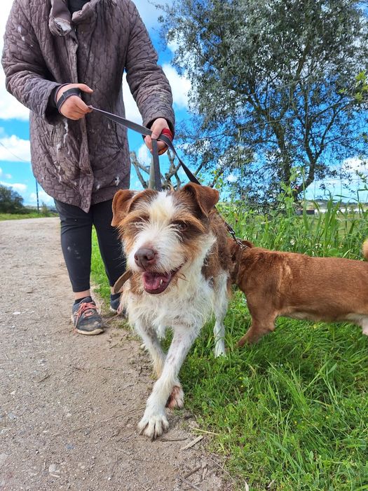 Estrelinha - cadela média para adoção