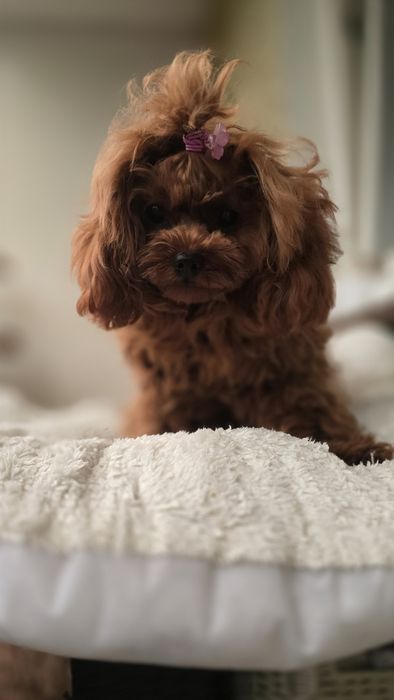 Cavapoo F1b sunia