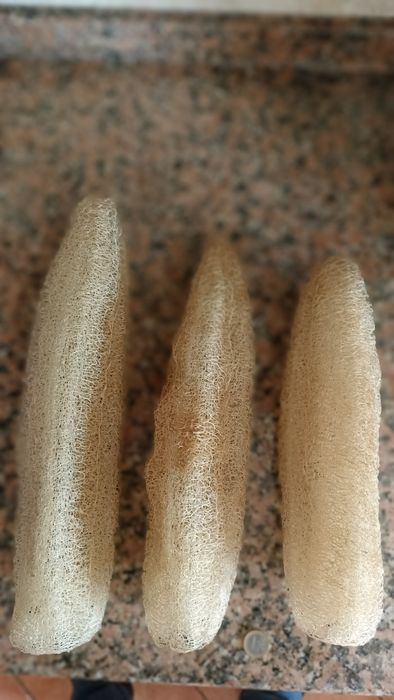 Sementes de lufa esponja natural