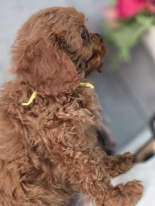 Cavapoo Samiec do odbioru badania genetyczne