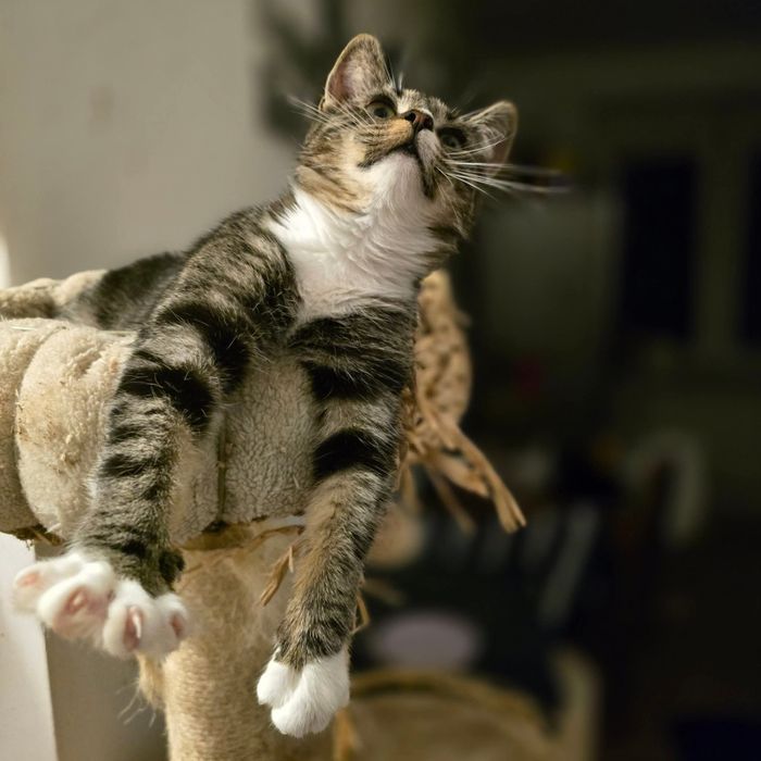 Bardzo przyjacielska kotka Sreberko szuka domku!