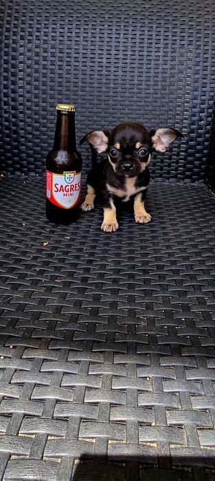 Chihuahua macho