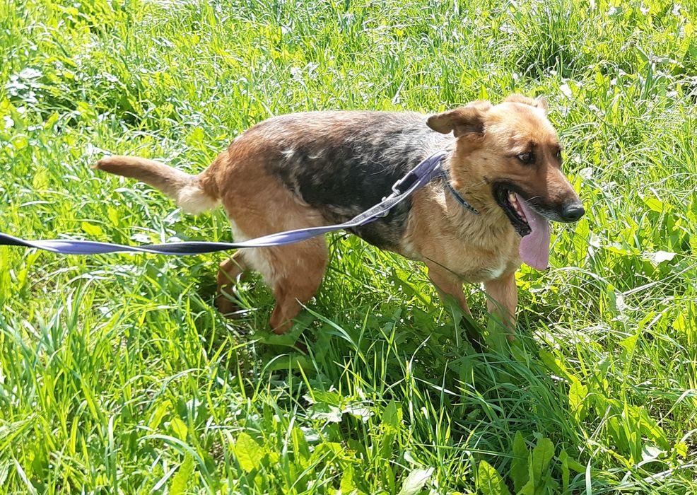 Kora - cudowna sunia w typie owczarka niemieckiego