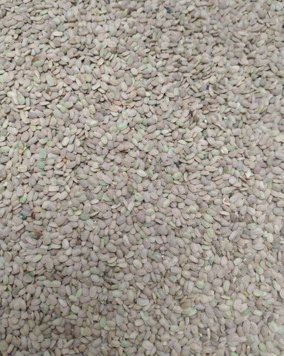 Saladera nasiona 1kg