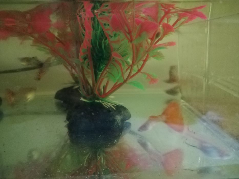 Guppys Para venda