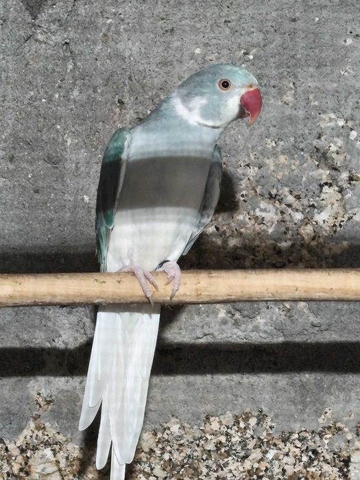 Ring necks CC 2025