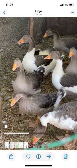 Gansos novos deste ano, aceito reservas!