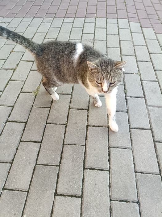 Котик шукає люблячу сім'ю