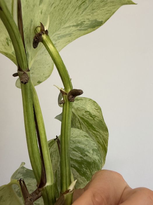 epipremnum marble queen cięte sadzonki