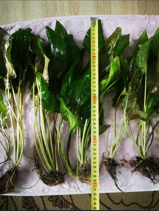 Roślinki do akwarium