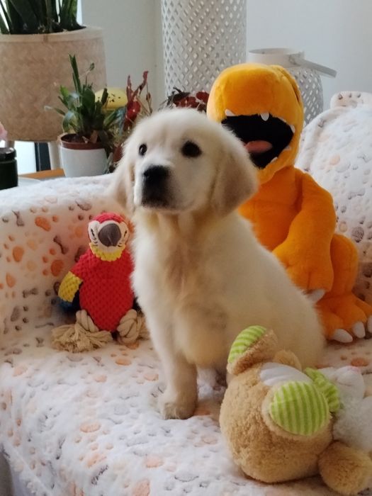 Golden Retriver com LOP e Afixo