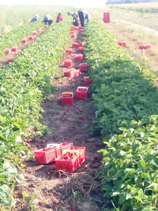 Szkółka sadzonki truskawek