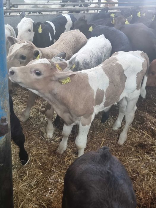 cielaki typowo mięsne